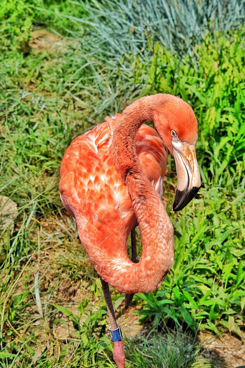 Beautiful flamingo 