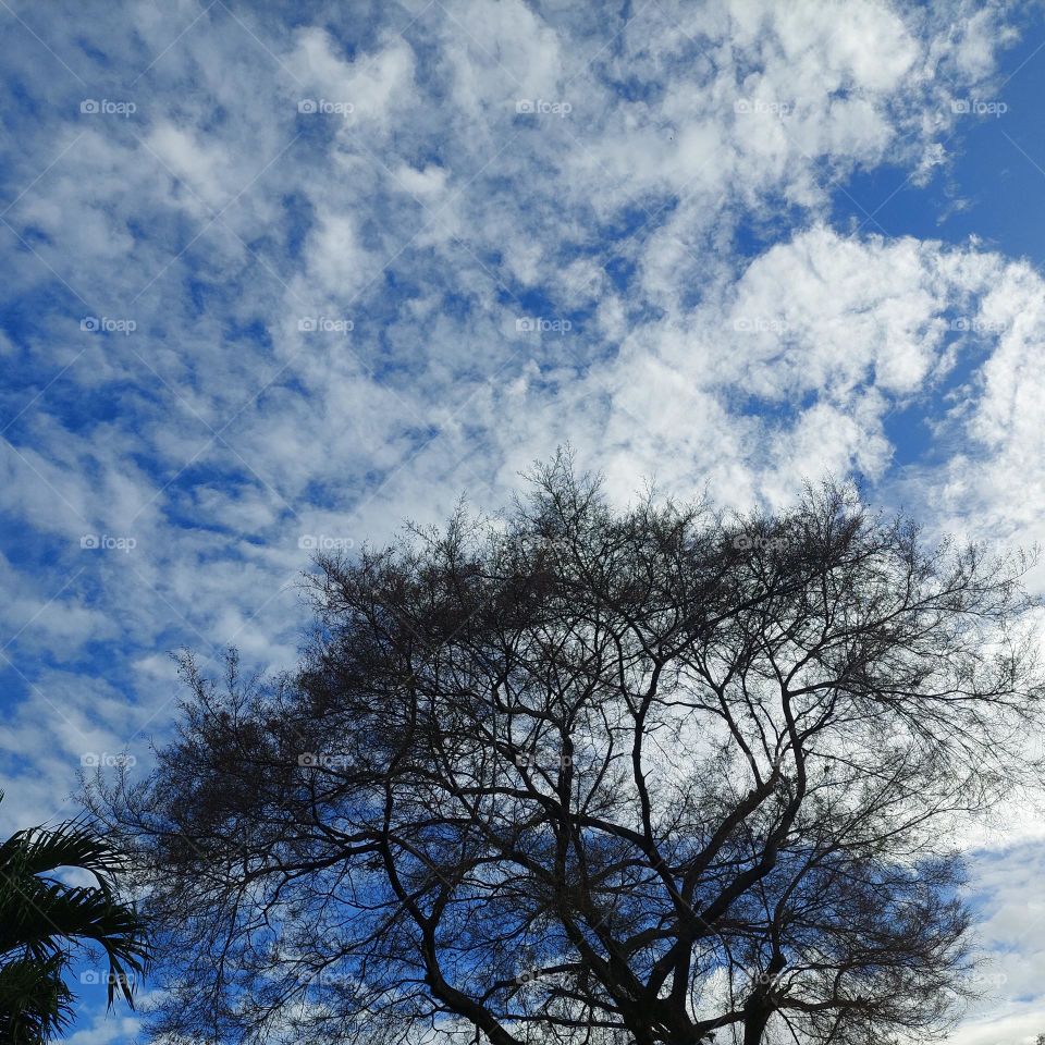 tree without leaves, seen from below with a view of the blue sky
