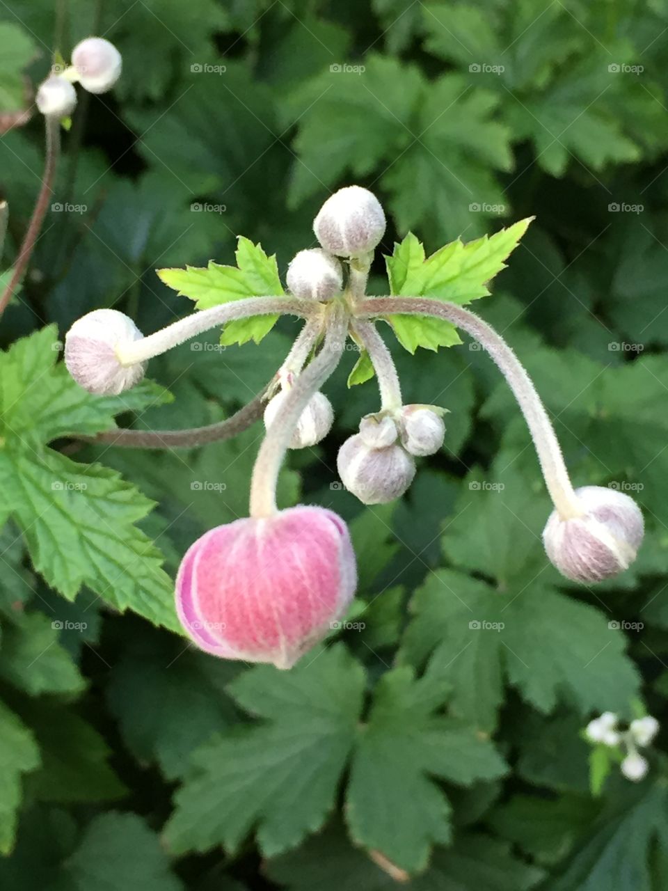 Closeup of some pretty pink buds on lacy green leaves. I don’t normally take photos of plants but i like this because of the tiny hairs on the buds, the different greens of the leaves, and the play of light and depth in the foliage behind the buds