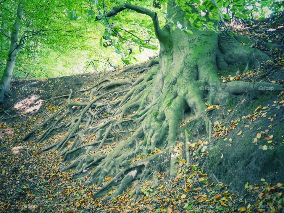 Tree roots