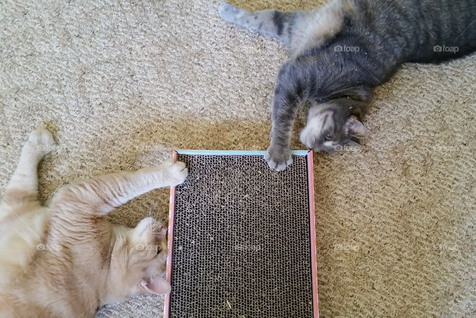 Cat nip heaven. 