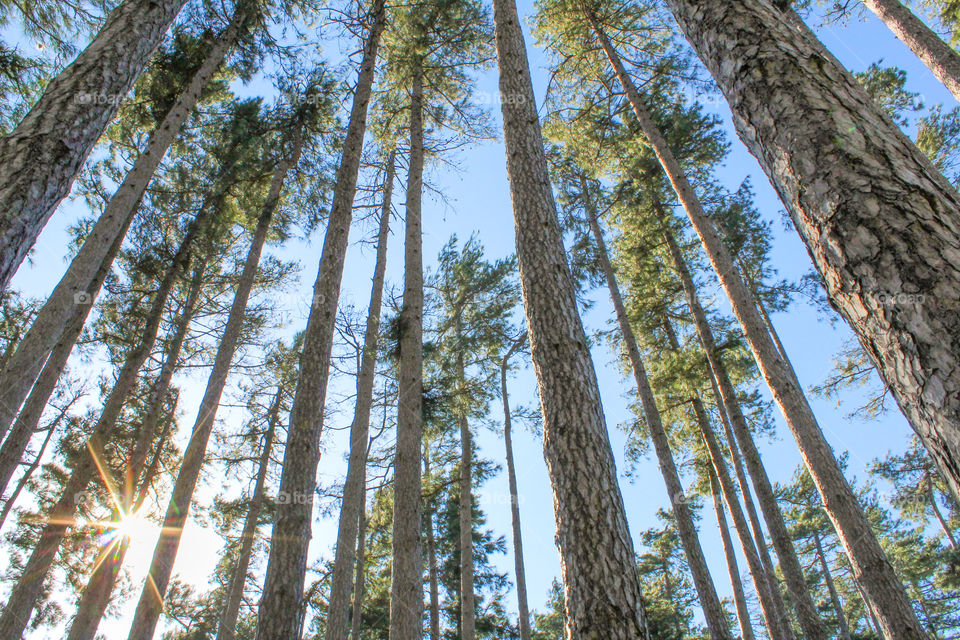 Forest of pines