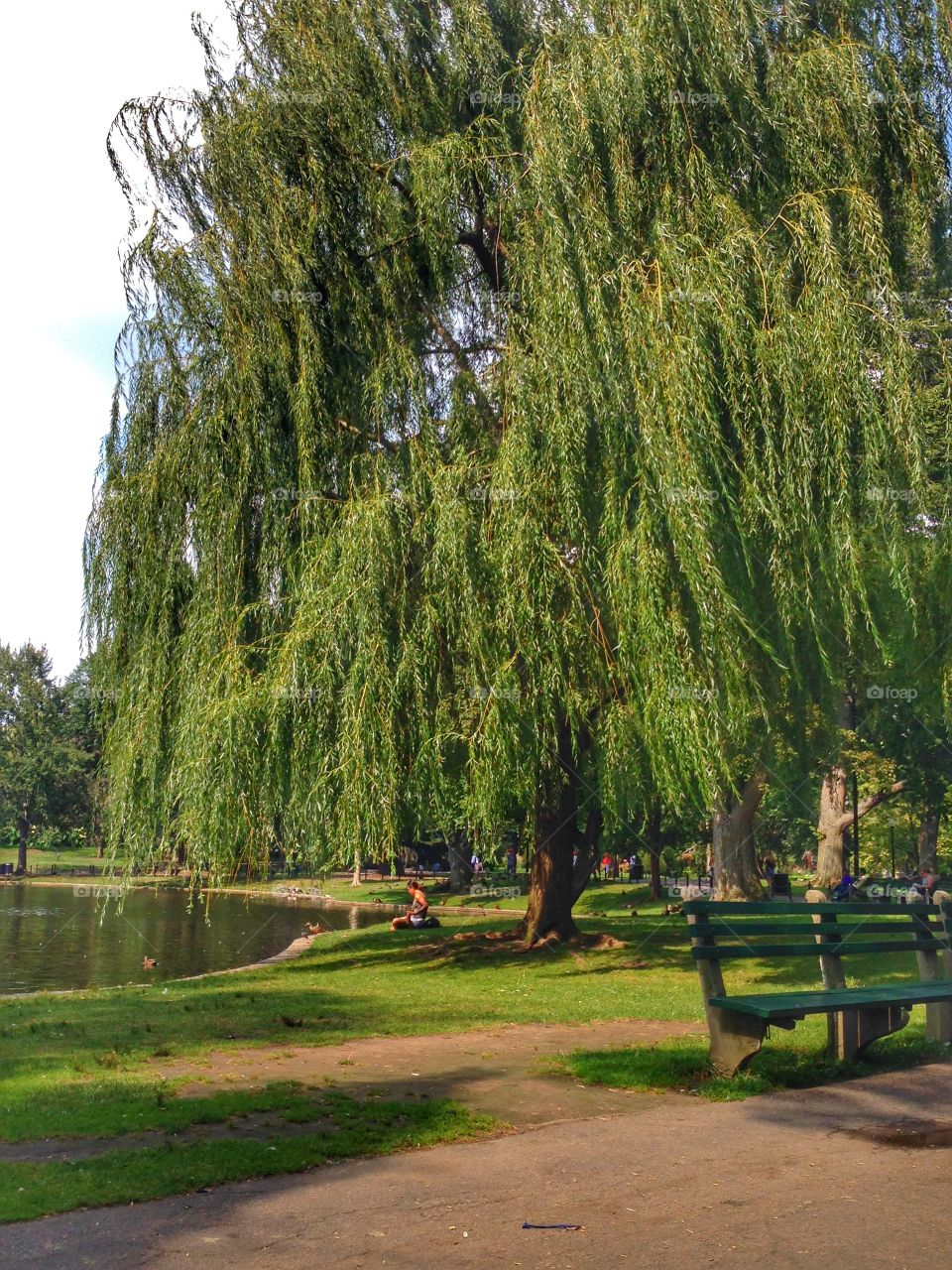 Weeping Willow
Boston, MA