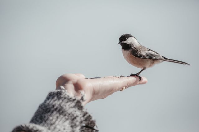 Bird
