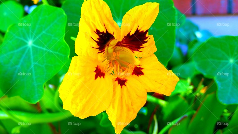 Yellow Flower. Yellow Flower with Brown Center