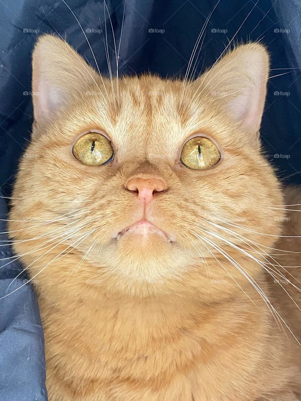 An orange tabby cat hiding in the folds of a blanket