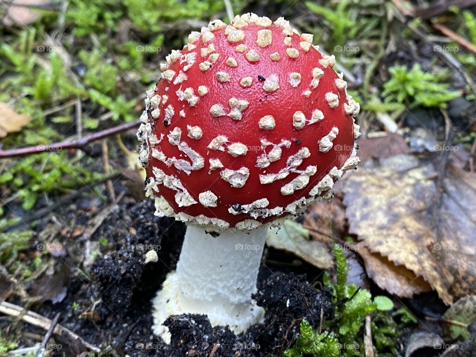 A red toadstools in the woods 