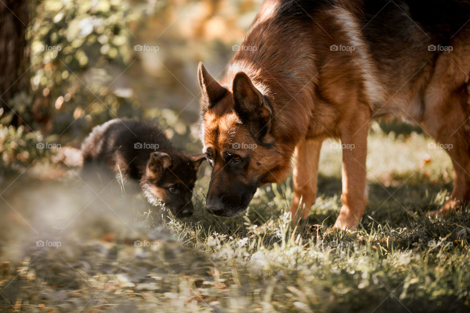 German shepherd dog and puppy in autumn garden