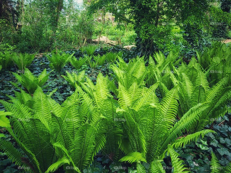 Beauty of ferns