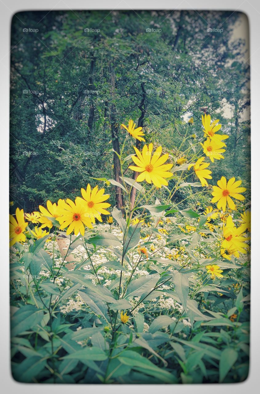 Yellow flowers in a field