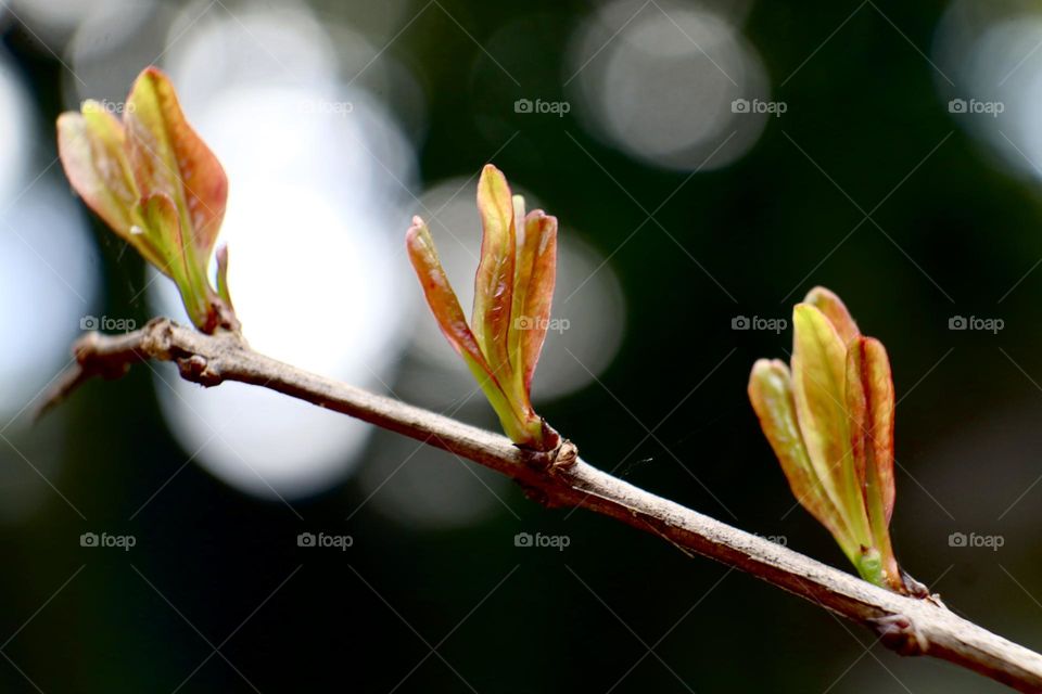New leaves of pomegranate tree