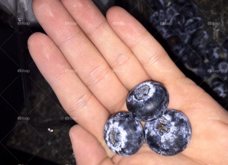 Biggest blueberries I've ever seen. 