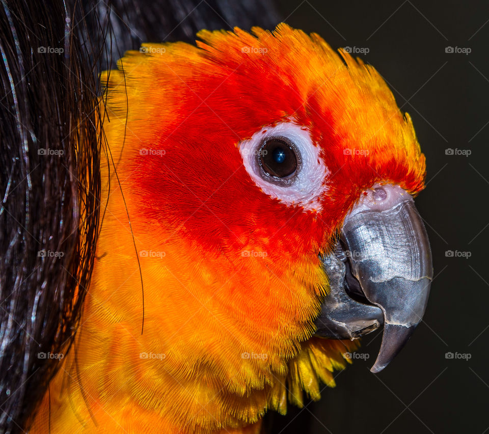 Side view of parakeet parrot