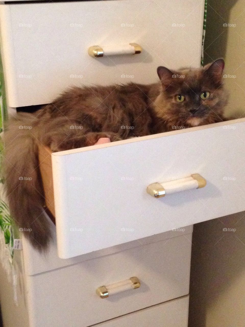 Kitty in a drawer