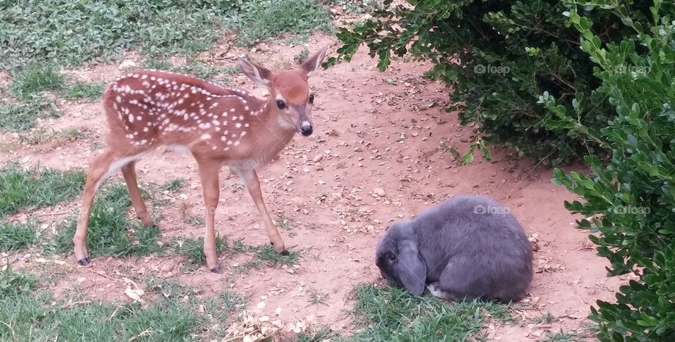 Bambi meet thumper