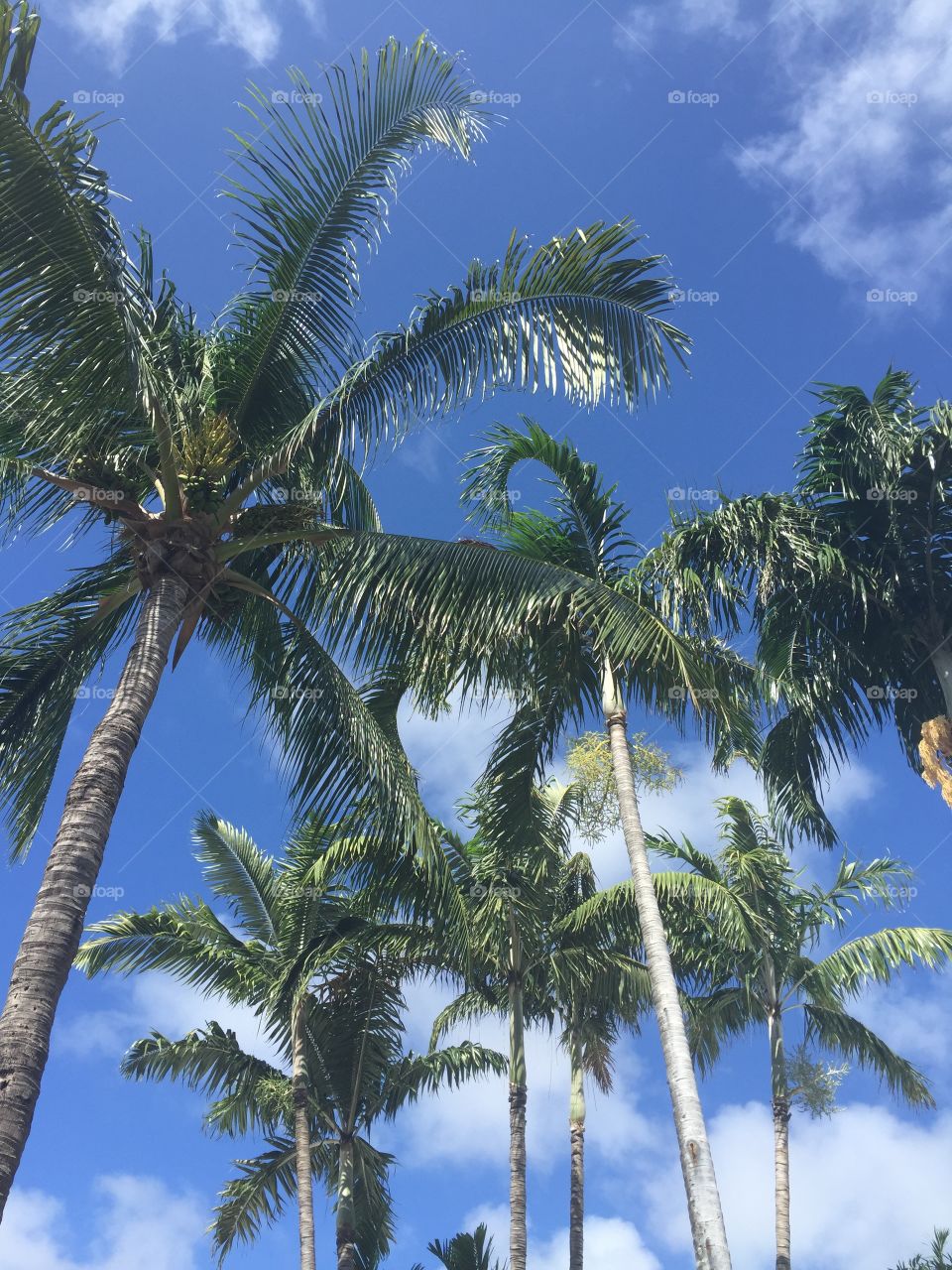 Floridian Palm Trees