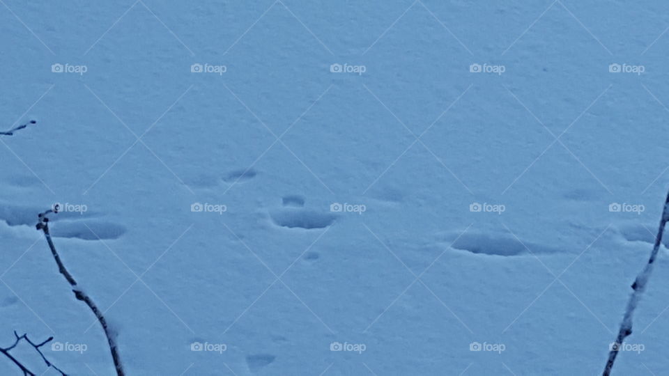 tracks in the snow