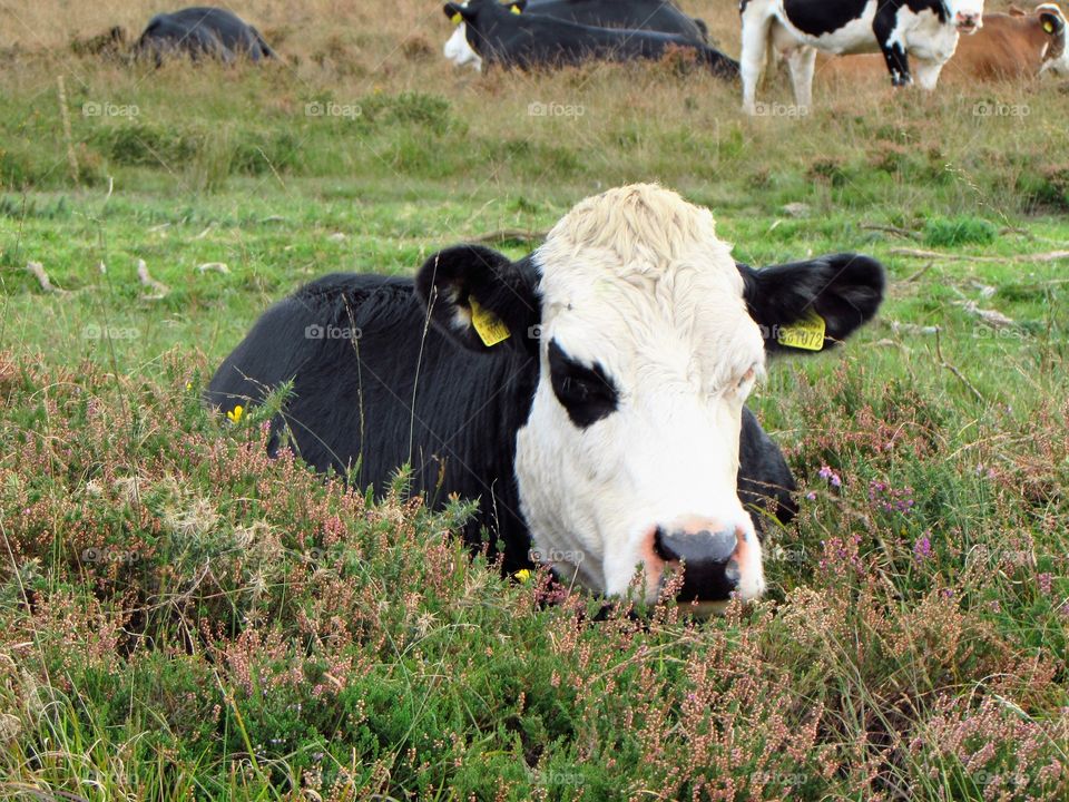 Resting cow