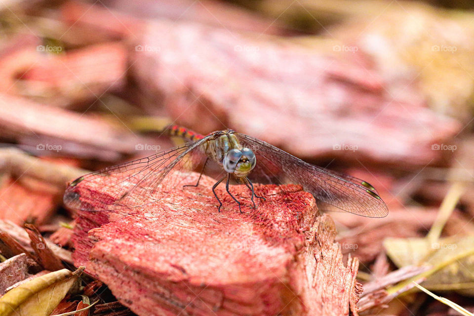 dragon fly on rock