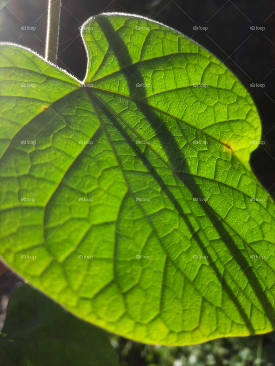 leaf veins
