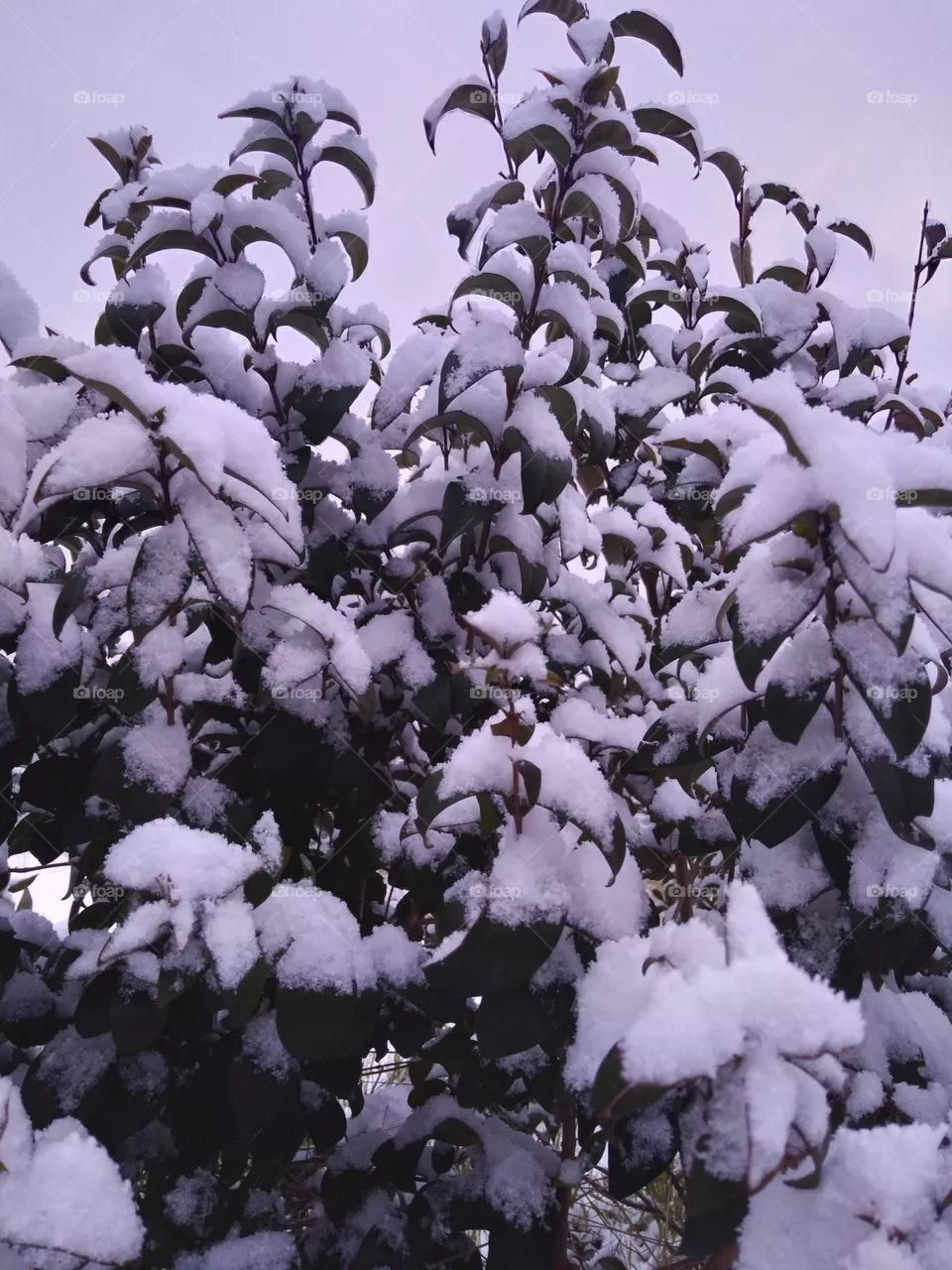 Snow view