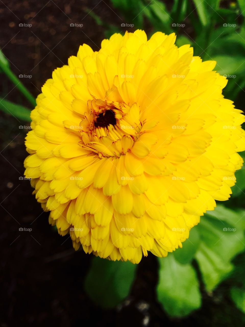 Big puffy yellow flower