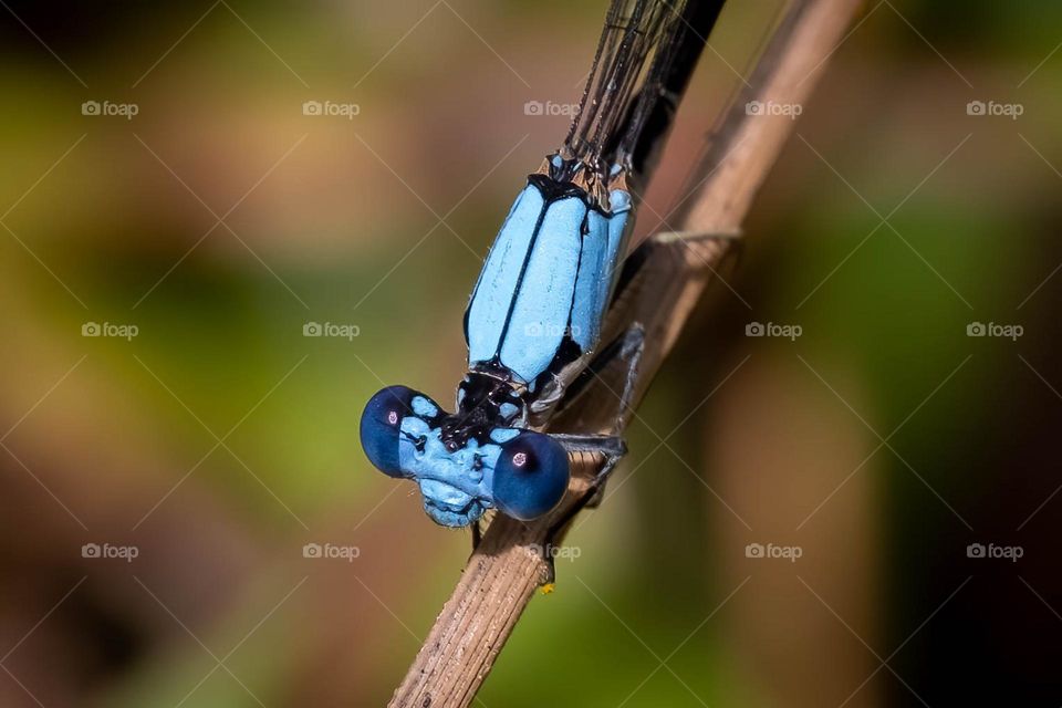 Revelling in blue. Blue-fronted dancer (Argia apicalis), North Carolina. 