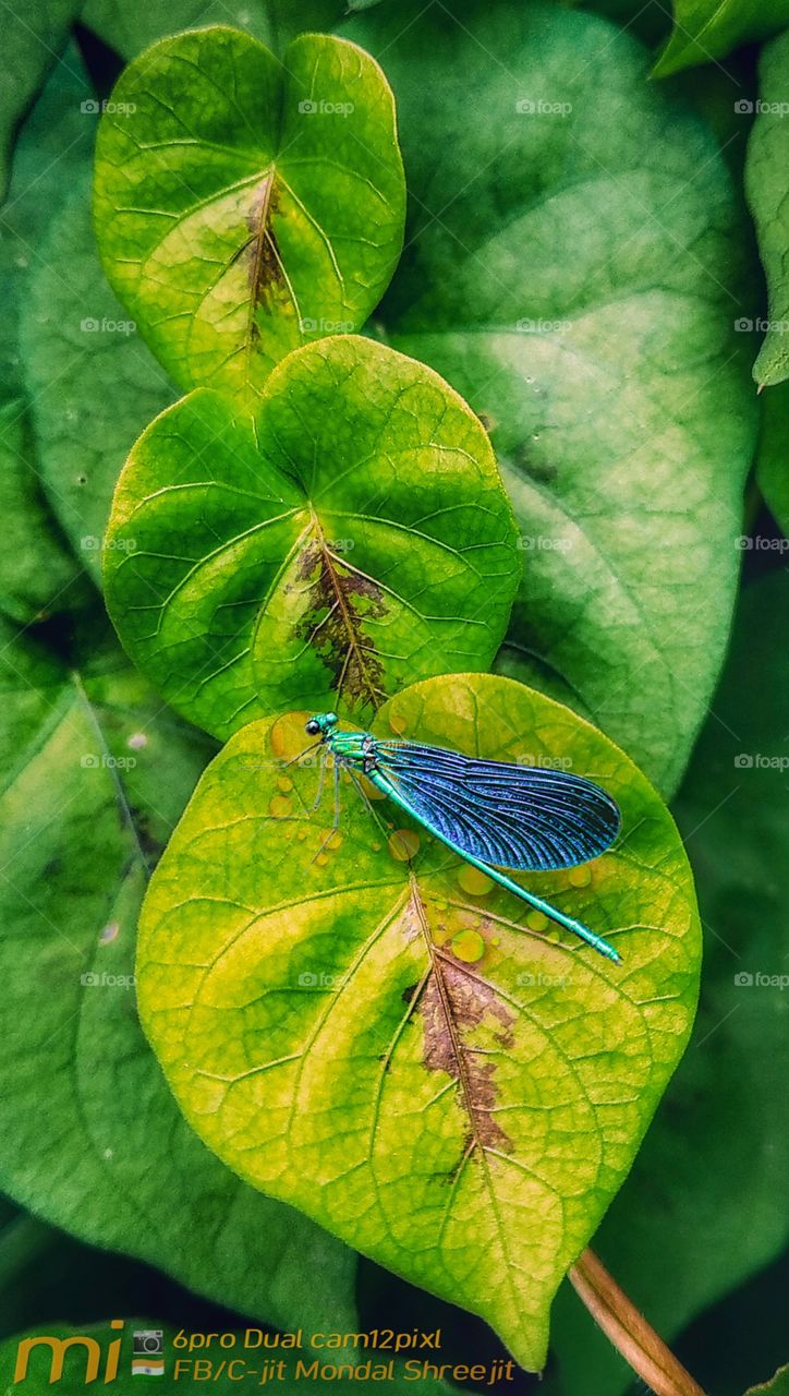 📱mi 6pro
Mobile Photography:) From_Borhan Pur/West Bengal (Ind🇮🇳)