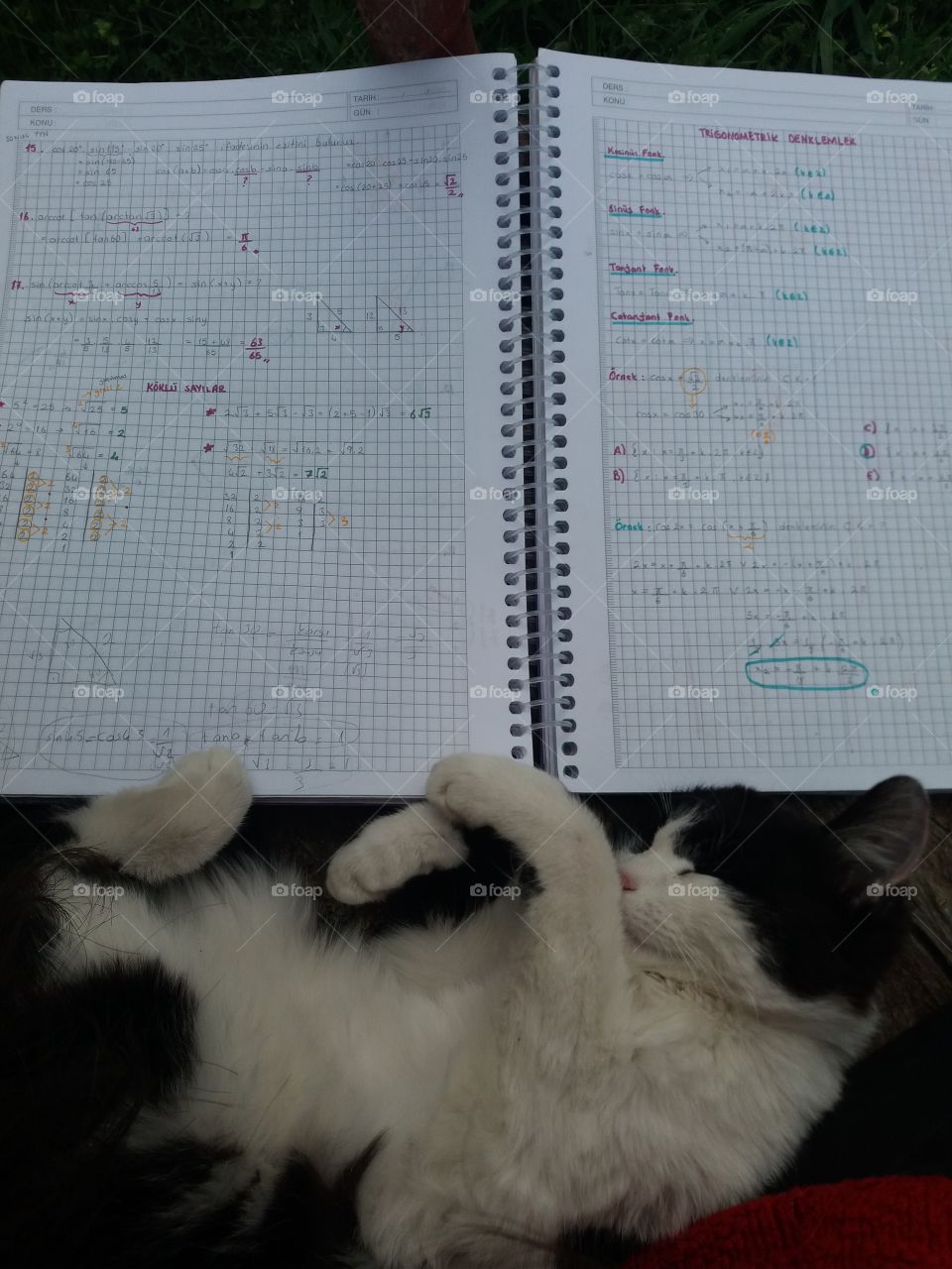 homework and cat