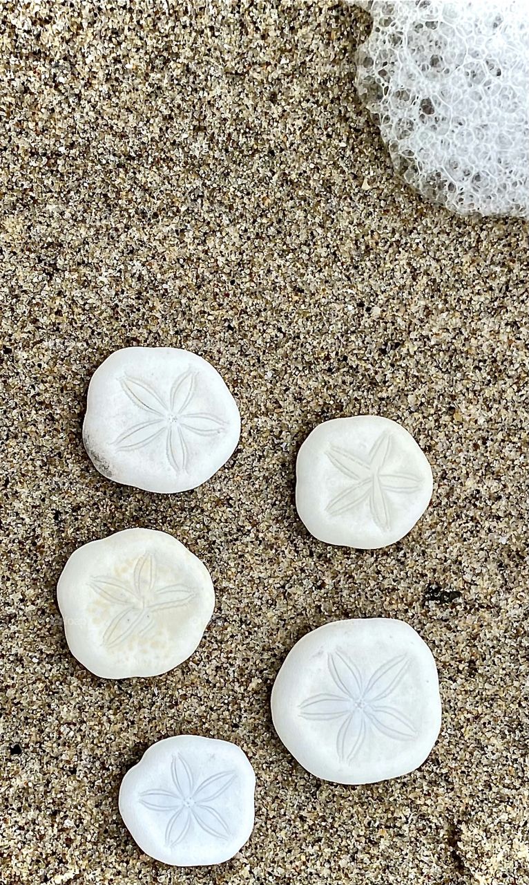 Foap Mission “Seeing In Circles”! Circles In Nature, Seashells On The Sand! 