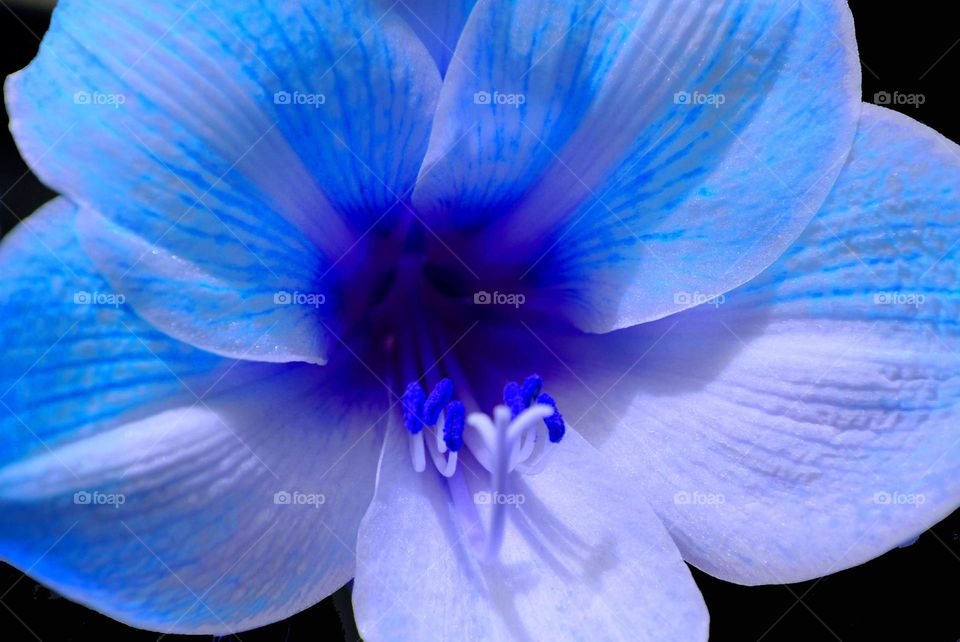 Blue Amaryllis