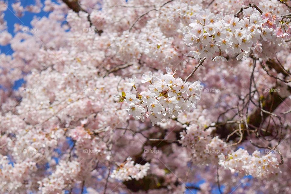 Cherry blossoms