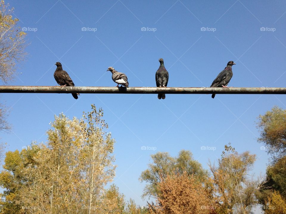 Tree, Bird, Outdoors, No Person, Nature