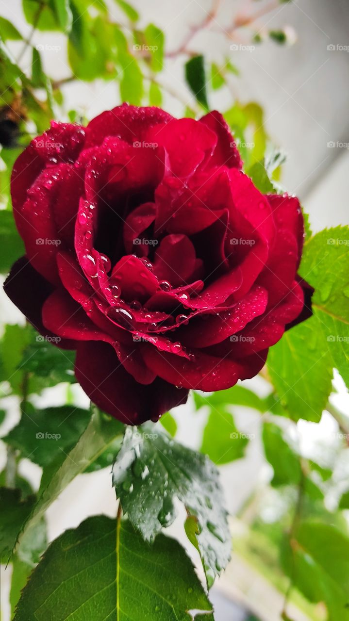 red rose