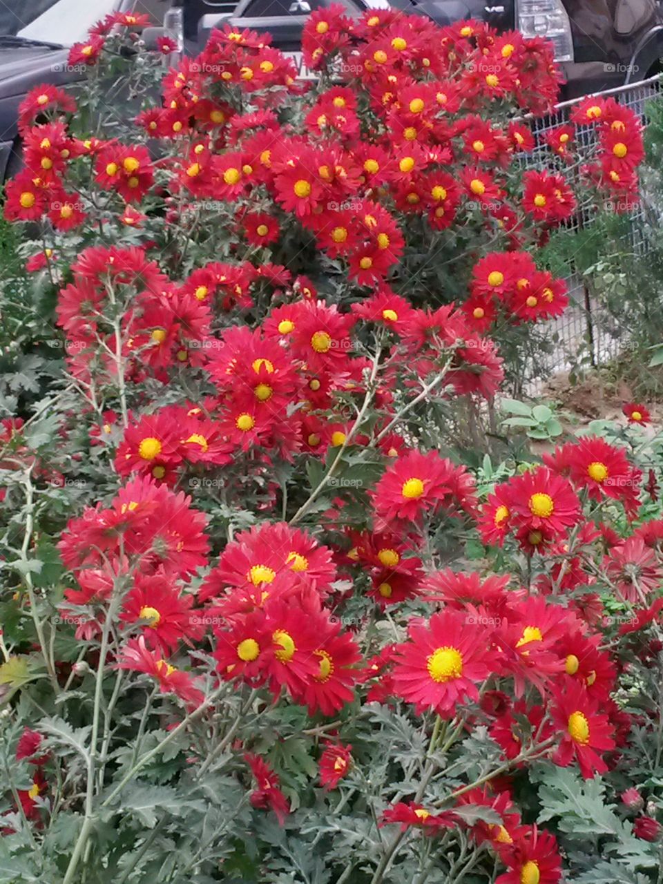 nice red flowers