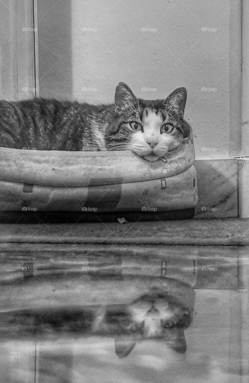 Cat reflections on a hall