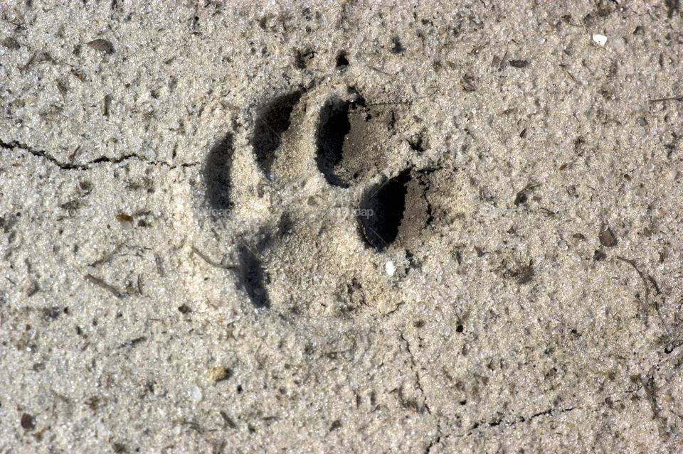 Paw Print