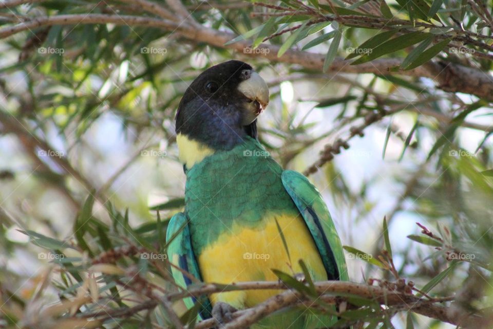 Australian ring neck