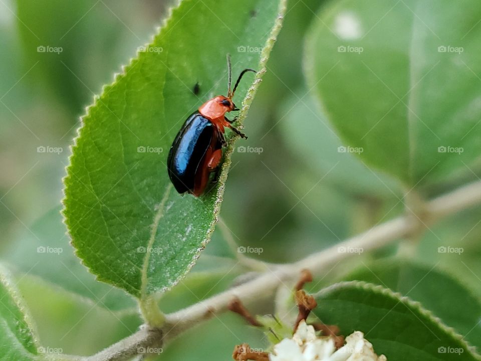 Macro shot: red and black beetle climbing up a green almond verbena leaf.