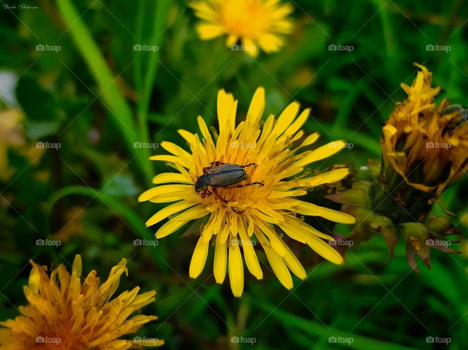 Beetle on flower