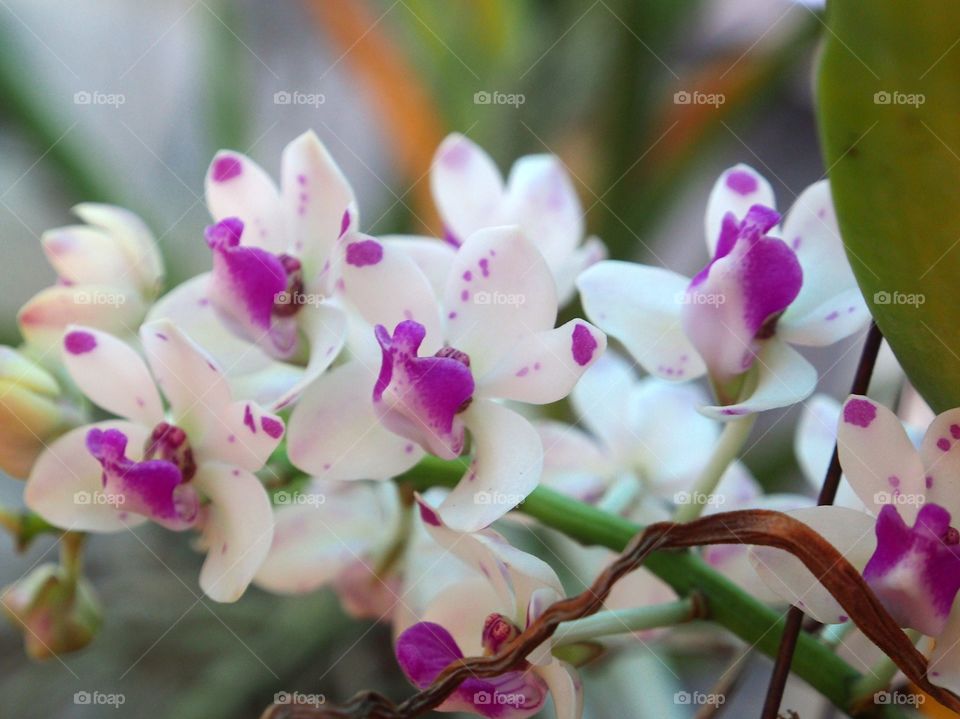 Blooming orchids