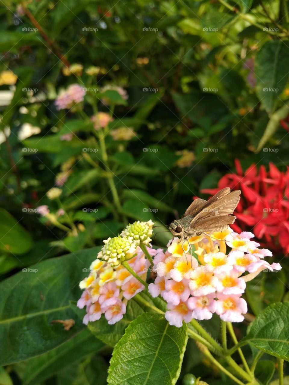 flower in the sleeping butterfly