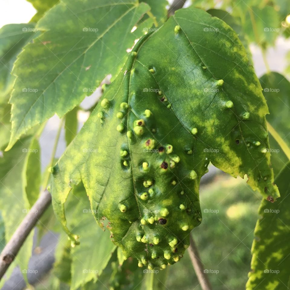 Diseased leaf