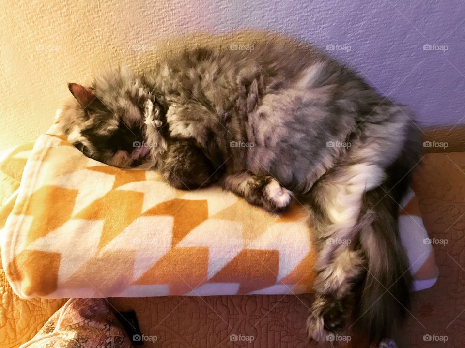 Gray white Cat sleeping on blanket 