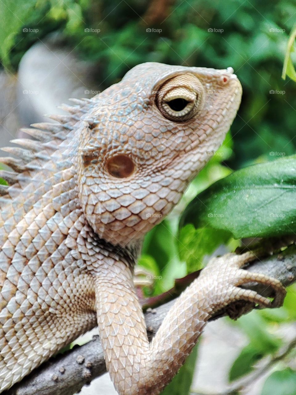 Oriental Garden Lizard