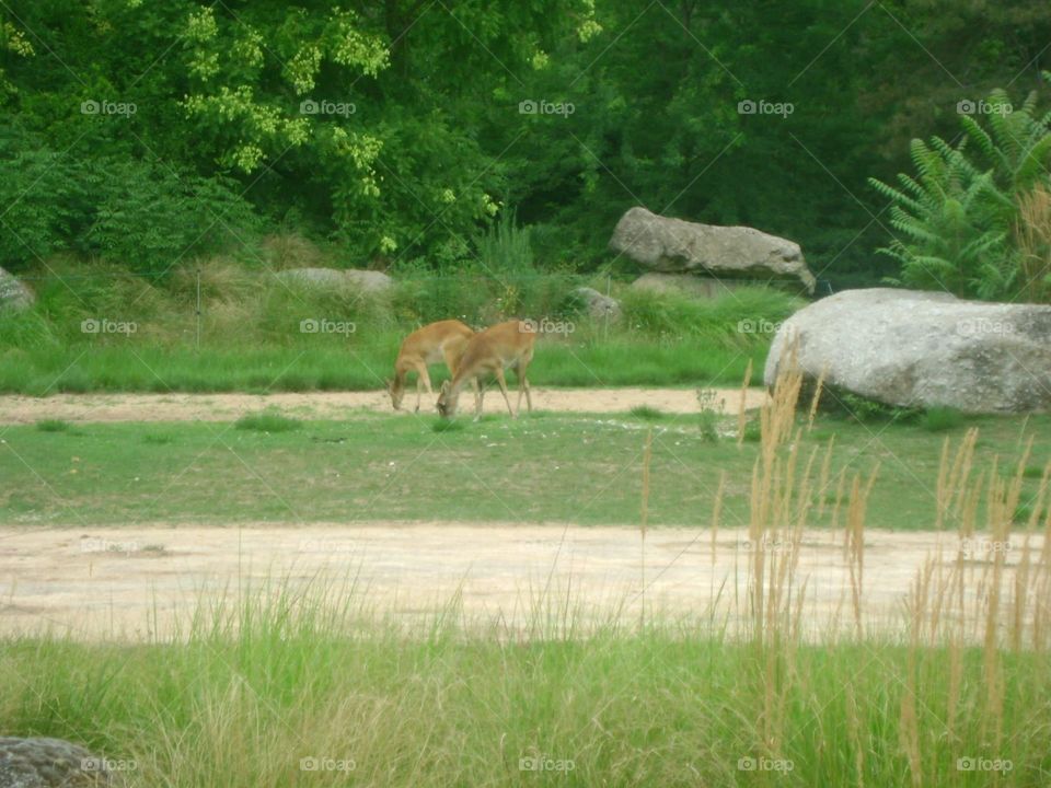Gazelle parc de la tête d’or