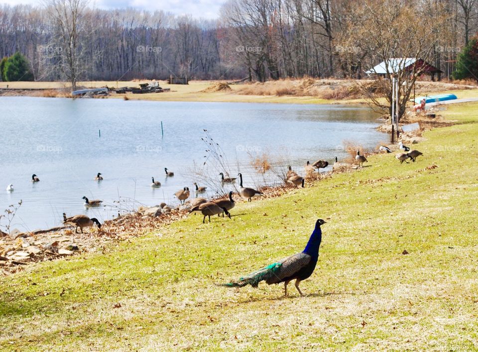 Peacock and Friends