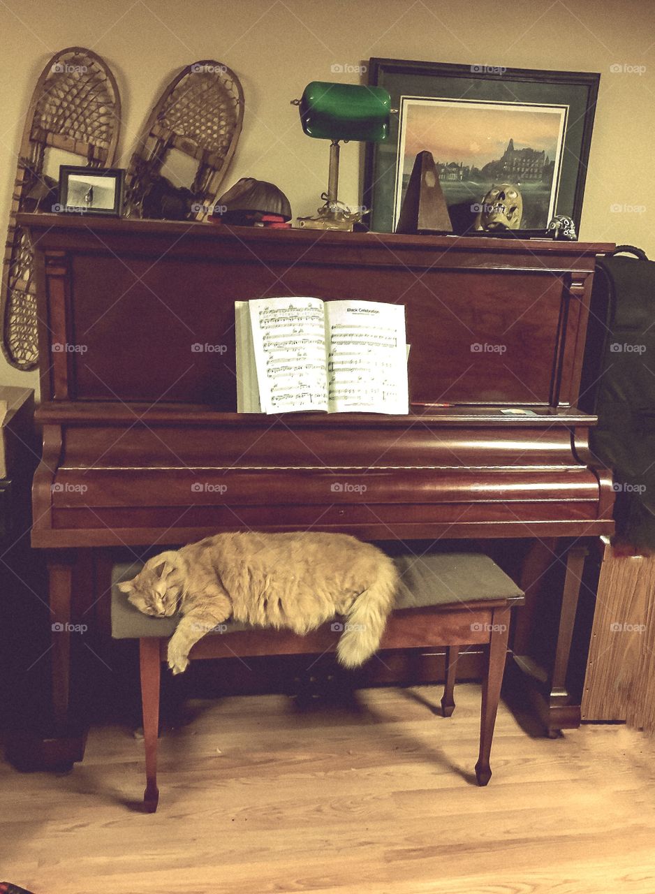 Cat loves piano!
