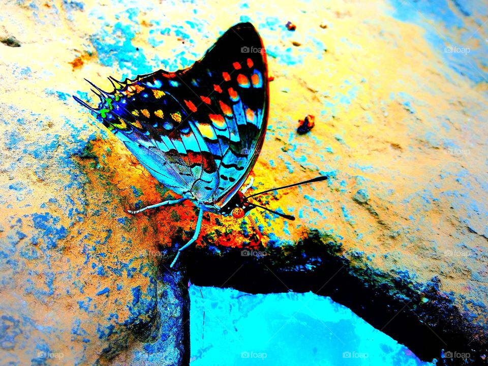 Butterfly The Colourful Creation Of Nature