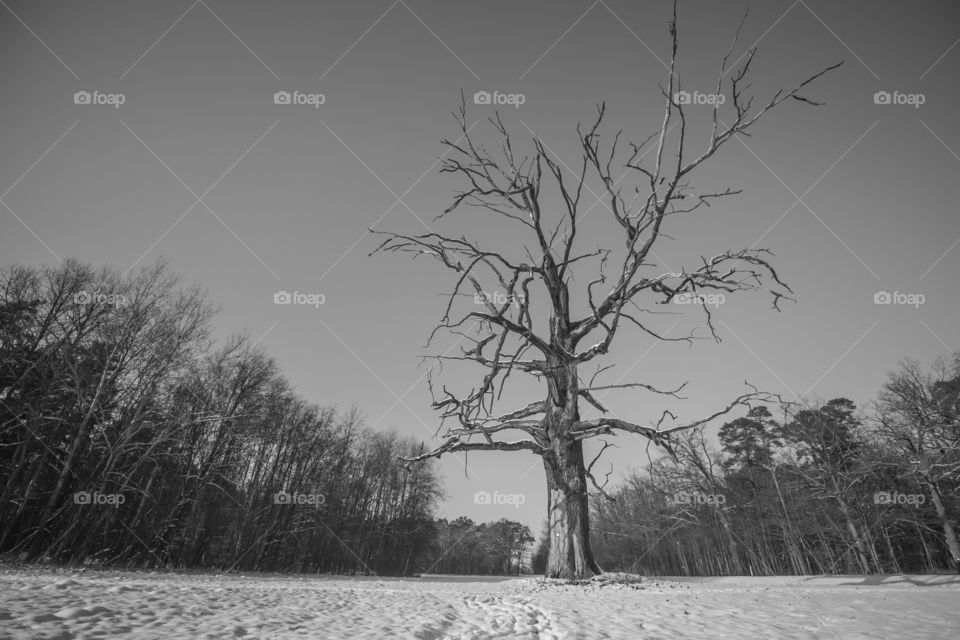 Old tree, Dąbrówka, Leszno, Poland